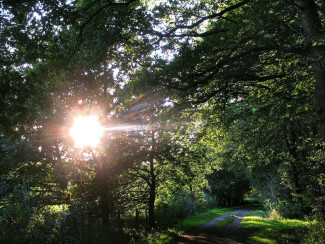 Sommer im Wald